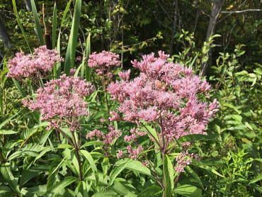 Joe Pye Weed