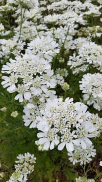 White Finch Laceflower