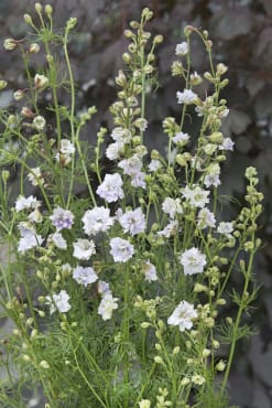 Earl Grey Larkspur