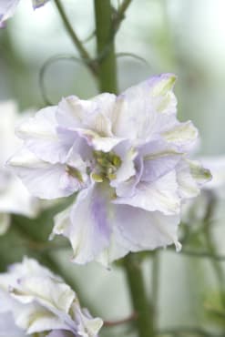 Earl Grey Larkspur