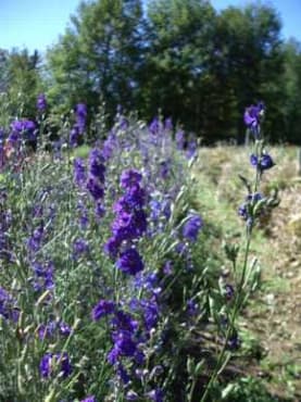 Giant Imperial Blue Spire Larkspur