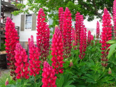 My Castle Red Russell Hybrid Lupine