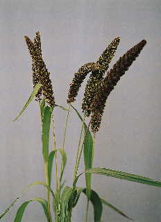 Foxtail Millet