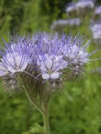 Phacelia