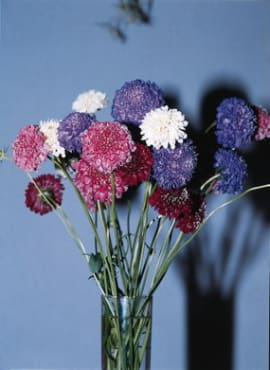 QIS Formula Mix Pincushion Flower