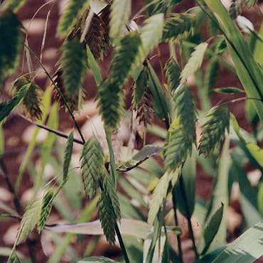 Northern Sea Oats