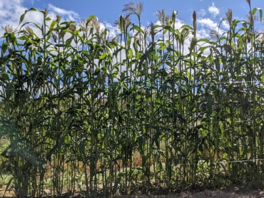 Red Broom Corn