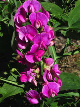 Perennial Sweet Pea