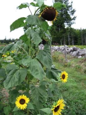 Hopi Black Dye Sunflower