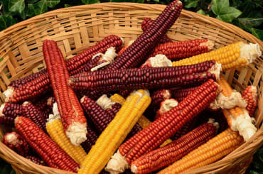 Cascade Ruby-Gold Flint Corn