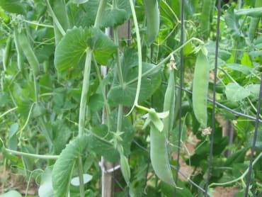 Green Arrow Pea