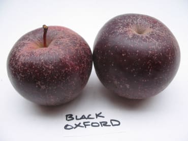Black Oxford