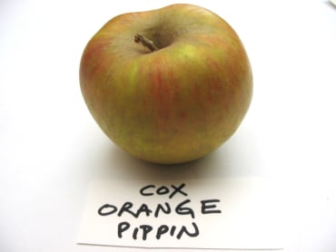 Cox’s Orange Pippin