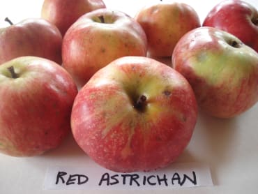 Red Astrachan