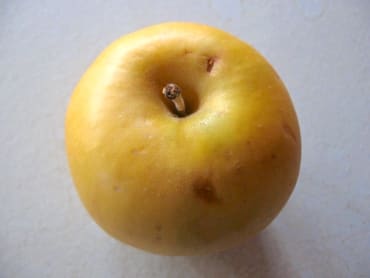 St. Edmund’s Russet