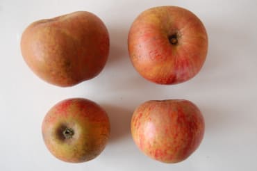 Reine des Pommes