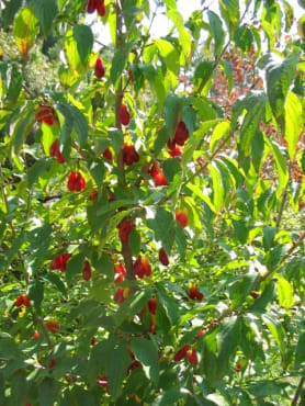 Cornelian Cherry Seedling