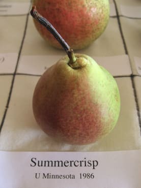 Summercrisp