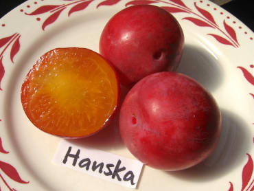 Hanska