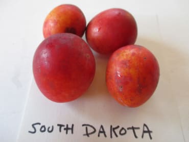 South Dakota Plum