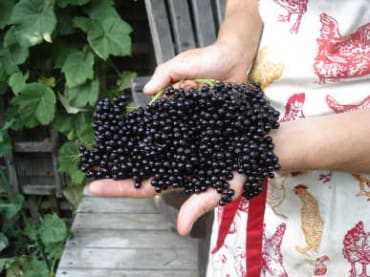 Elderberry Seedling