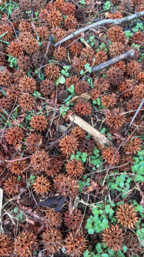 Sweetgum