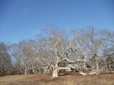 White Oak