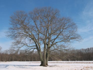 Northern Red Oak