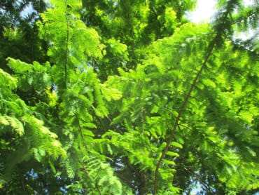 Dawn Redwood