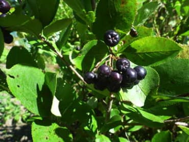 Black Chokeberry Seedling