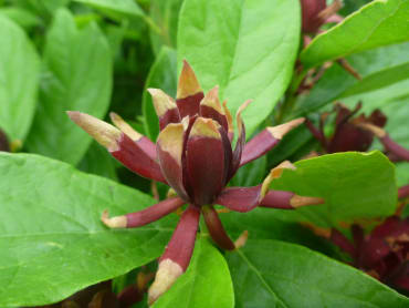 Carolina Allspice