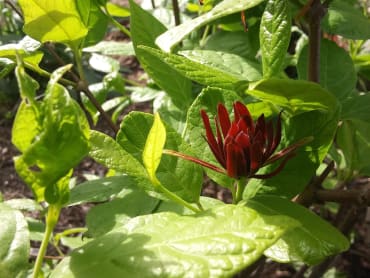 Carolina Allspice