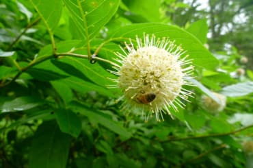 Buttonbush