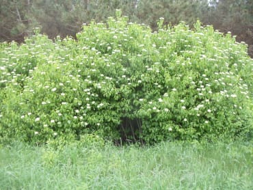 Pagoda Dogwood