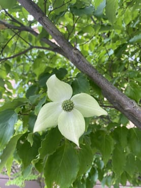 Kousa Dogwood Seedling