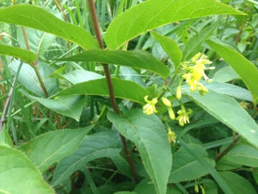 Northern Bush Honeysuckle