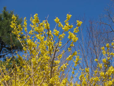 Northern Gold Forsythia