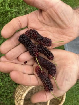 Illinois Everbearing Mulberry