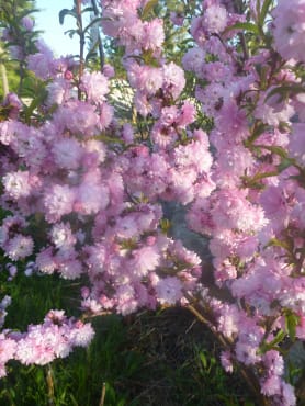 Rosea Plena Dwarf Flowering Almond