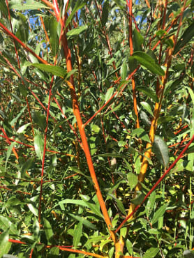 Coral Bark Willow