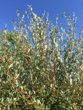 Coral Bark Willow