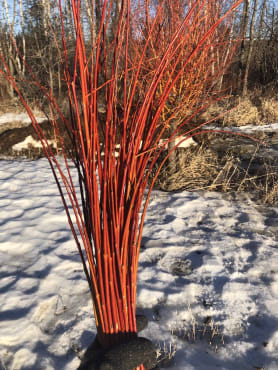 Coral Bark Willow