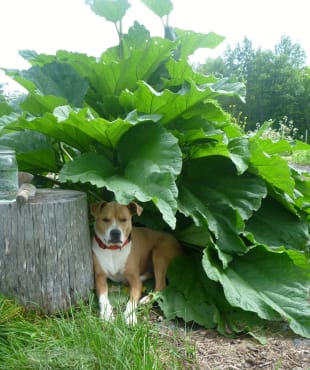 Rhubarb Seedling