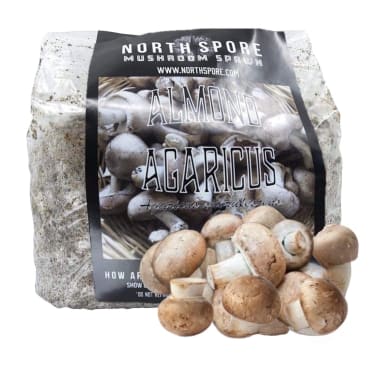 Almond Agaricus