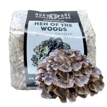 Hen of the Woods