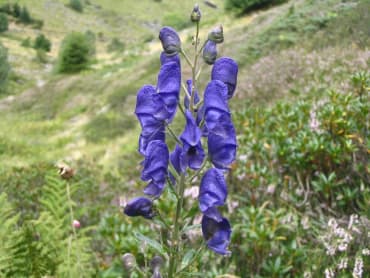 English Monkshood