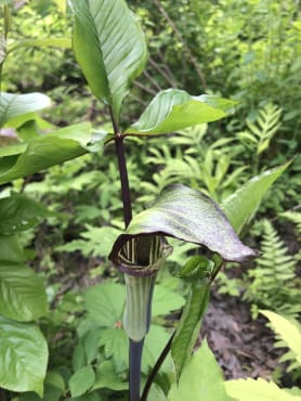 Jack-in-the-Pulpit