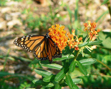 Butterfly Weed