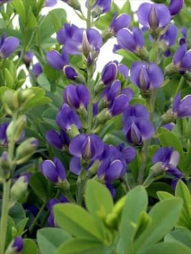 Blue False Indigo