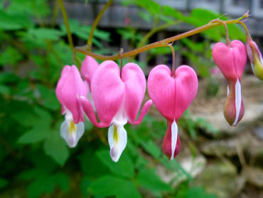 Old-Fashioned Bleeding Heart